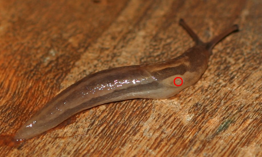 Limacidae dal Lago Brasimone